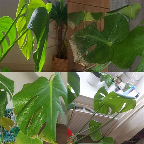 Maybe you would like to learn more about one of these? Monstera Deliciosa help please?? Why are her leaves ...