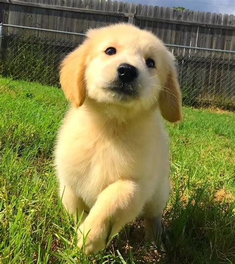 Golden retriever puppies make excellent family pets and we have a wide selection of puppies for you. Puppies for Sale | Orlando, FL | Breeder's Pick Orlando ...