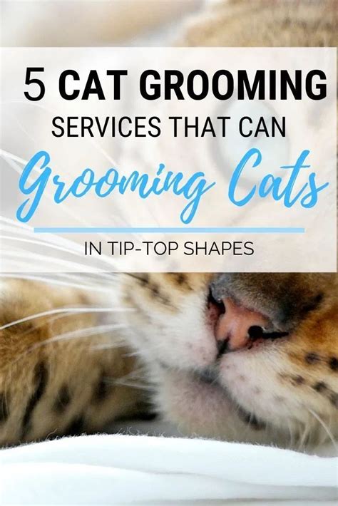 To kylies cat grooming services. Why Cat Grooming Services Are Essential for Grooming Cat ...