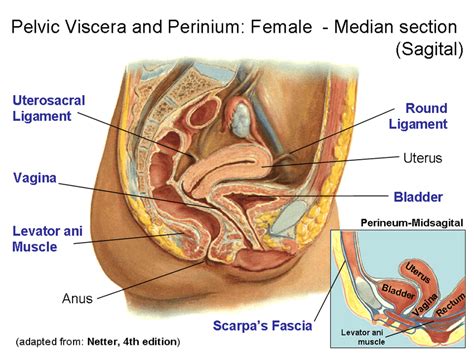 Vides a discussion of the contemporary understanding. 5: Anatomical detail of female pelvic anatomy. Adapted ...