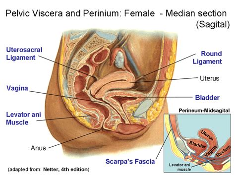 Learn about the placement of the skeletal and muscular structures. 5: Anatomical detail of female pelvic anatomy. Adapted ...