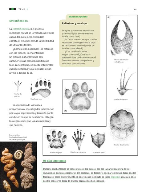 Ciencias naturales sexto grado de primaria. Ciencias Naturales Sexto grado 2016-2017 - Online - Página ...