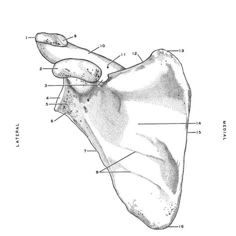 Second, the orientation of the bones of the forearm, radius and ulna, is much clearer to see in a diagram or picture where the palm of the hand is turned forward (supination). Other Worksheet Category Page 1177 - worksheeto.com