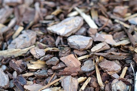 We did not find results for: The Five Most Popular Types of Mulches - Garden DIY