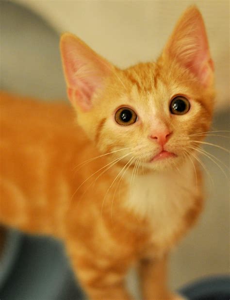 He can sometimes get a little bossy with other cats that are in his face, otherwise he loves to play, snuggle, and hangout. Alley Cats and Angels of NC: Adoption weekend at PetSmart ...