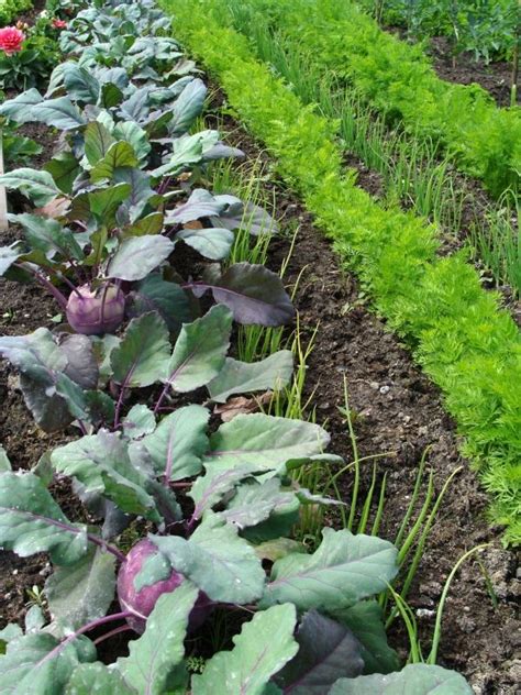 So teilst du dein gemüse nach starkzehrern, mittelzehrern und schwachzehrern ein. Fruchtfolge und Mischkultur im Garten | Garten bepflanzen ...