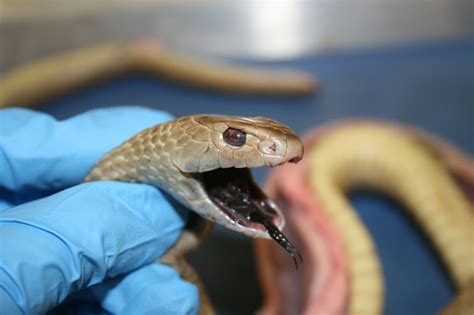 This is my attempt at a realistic pseudonaja affinis, an elapid snake common in western australia. Beachton Blank Works: Realistic Knit Snakes: Dugite