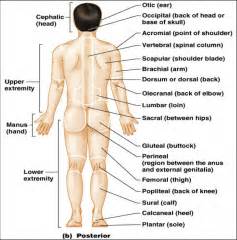 There is only a small gap right around the oblique area but if you twist your body a little bit your ribs sometimes cover that area completely. A & P 1 ch1 Flashcards - Cram.com