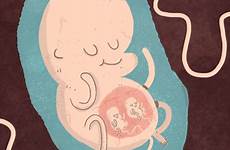 feto gifs embarazo