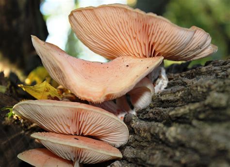 Wrinkled Peach Fungi (Rhodotus palmatus) | The cap of Wrinkl… | Flickr