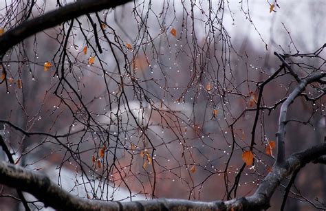 Дождь у каждого из нас вызывает самые различные эмоции. Картинки Осенний дождь (36 фото) | Осенние фотографии ...