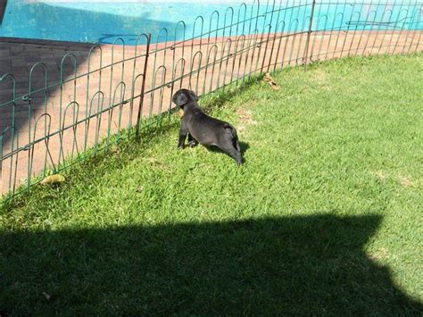 Pure bred boerboel puppies in western cape. Black boerboel puppies for sale | Port Elizabeth Dogs ...