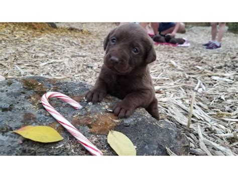 This is bruiser and he is a chocolate havanese. 8 purebred Akc chocolate Labrador for sale in Oroville ...