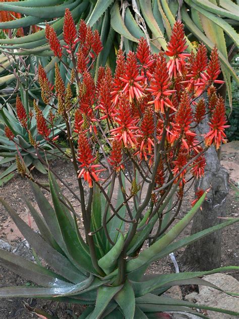 It's a great source of vitamin c, which you probably know is good for your immune system and also acts as an antioxidant. Ruby Blaze™ | Water wise plants, Trees to plant, Aloe plant