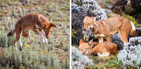 We like hunting them later in the season when snow allows us to pattern wolves and be more successful with the hunt. Cry Wolf