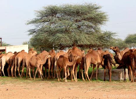 The farm is located on the territory of makhambet district of atyrau. National Research Centre on Camel Bikaner, Rajasthan