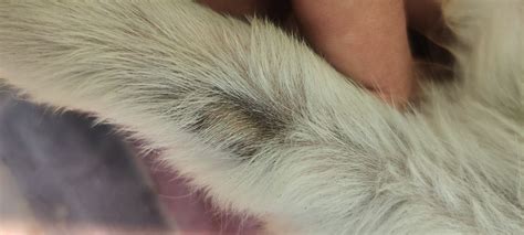 The natural treatment w/ proven results Help for Itching Dog? | ThriftyFun