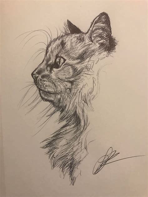 [OC] I drew my friend's cat! (Ballpoint pen) : drawing