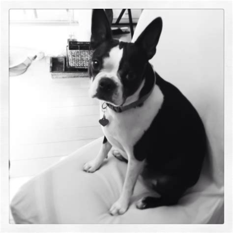 See your favorite chris kreider and nhl logos discounted & on sale. Black and white classy | Boston terrier