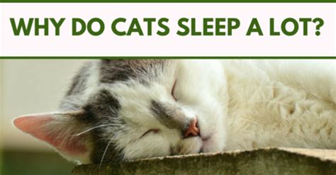 How long should i let my kitten sleep? Why Do Cats Sleep A lot? | Cat sleeping, Cats, Dog blog