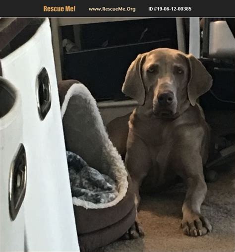 At tucson petsmart pet stores, you'll find essential pet supplies and services. ADOPT 19061200385 ~ Weimaraner Rescue ~ Tucson, AZ