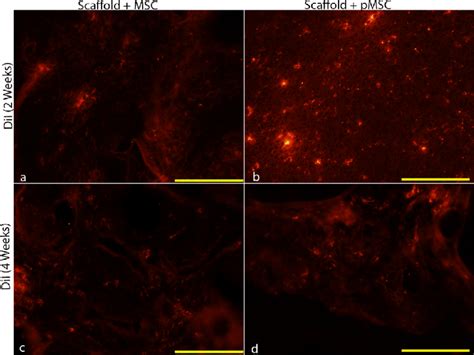 Tendons join muscles to bones. Representative micrographs DiI-labeled MSCs within the ...