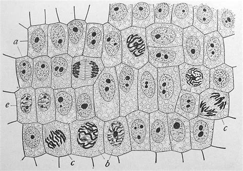 Cells are the basic unit of life and these microscopic structures work together and perform all the necessary functions to keep an animal. File:Wilson1900Fig2.jpg - Wikimedia Commons
