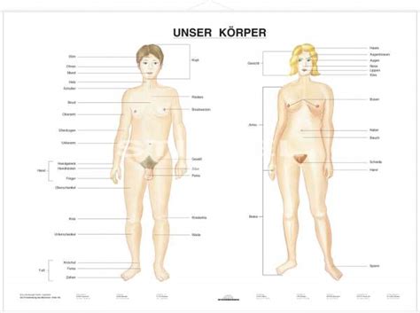 Äußere weibliche geschlechtsorgane— präsentation transkript:. DUO Unser Körper / Lernkarte | Biologie | Lehrtafeln ...