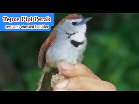 Suara burung tepus pipi perak jantan. Suara Asli Burung Tepus Pipi Perak / Crescent Chested ...