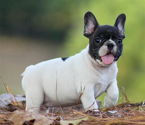 French bull dog puppies arizona, scottsdale. Healthy French bulldog puppies for re homing for Sale in ...