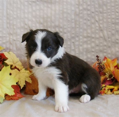 Favorite this post may 1 border collie $0 (lws) pic hide this posting. Huckleberry Border Collie Puppy 617297 | PuppySpot