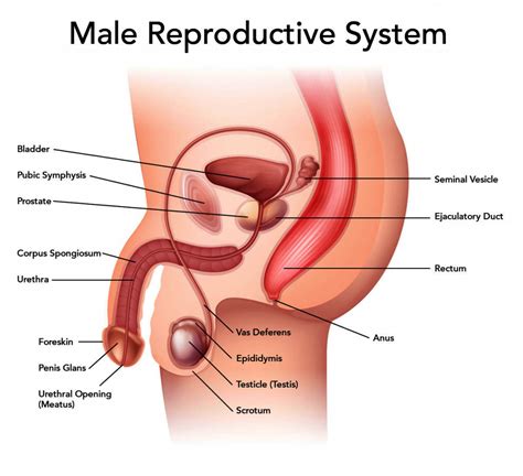 Inner ear images stock photos vectors shutterstock. Draw neat labelled diagram of human male reproduct toppr.com