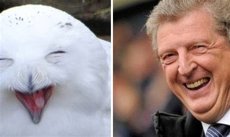 Woy bodgson has the body and beak of an owl. Roy Hodgson owl pictures show England manager's likeness to a bird | Daily Mail Online