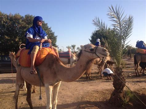 Enjoy the tranquility of marrakech's palm groves on a relaxing camel ride. Sunset camel ride in the palm grove of marrakech