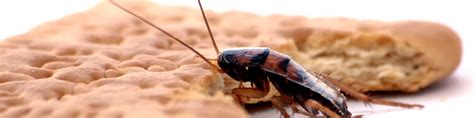 Specifically, we cover not only the whole of sydney metro. Cockroach Treatment Sydney - Cockroach Pest Control | Bugs ...