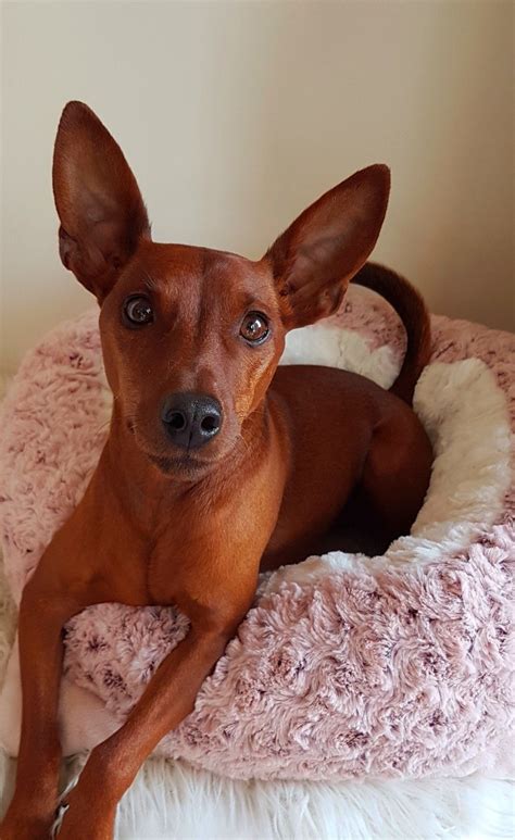What is a chihuahua mixed with min pin? Light Brown Miniature Pinscher Chihuahua Mix Brown