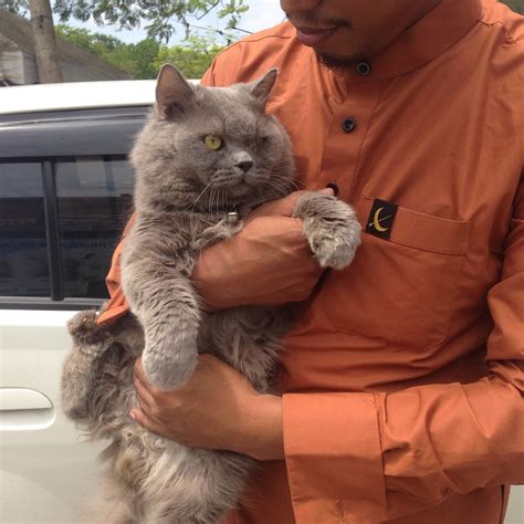 Namun, tidak semua kucing menyukai makanan instan, terlebih makanan itu hanya dijual di toko. Ubat Selsema Kucing Imexa - Solo Square s