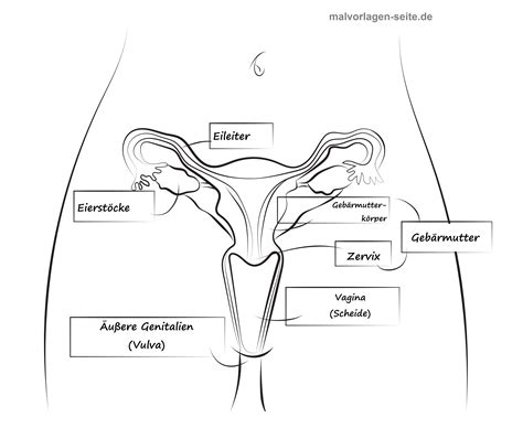 Weibliche geschlechtsorgane sind alle organe, die mit der fortpflanzung zusammenhängen, von den eierstöcken im inneren des kleinen beckens bis zu den von außen sichtbaren großen schamlippen. Ausmalbilder Sexualkunde