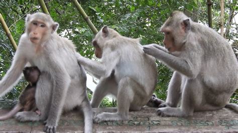 Meanwhile in another strange series of videos, monkeys are forced to carry out cute scenes as part of storylines in an type of online youtube soap opera by their captors. Family Monkey with Baby Monkey Bath Time and PACMAN Finger ...