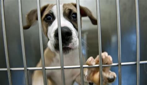 <p>each year, atlanta pet rescue helps around 1,000 animals, many that are abused, find a home. 5 Reasons To Love A Shelter Dog