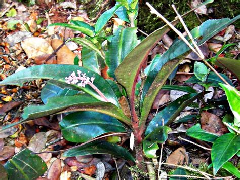 Pandan wangi merupakan antara tumbuhan herba melayu yang mempunyai paling banyak kegunaannya dalam proses pembuatan makanan. Herba & Tumbuhan: KACIP FATIMAH DAN WANITA