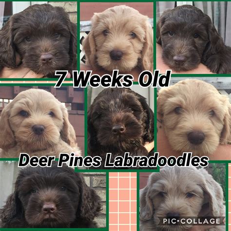 Most puppies join their new homes from 8 to 12 weeks of age, leaving their mothers, littermates, and infancy behind. Puppy Care Package for your Australian Labradoodle puppy.