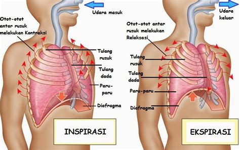 Jelaskan proses pernafasan perut : Mekanisme Pernapasan Inspirasi Dan Ekspirasi - Artikel Ampuh