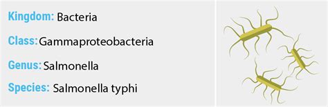 Cause of typhi salmonellosis (typhi fever, paratyphi a, b and c), salmonella enterica serotype typhi or paratyphi a, b and c include salmonella to the family of enterobacteriaceae. Salmonella typhi - Quip Labs