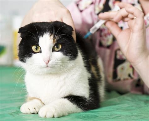 Check spelling or type a new query. Rabies Vaccines for Cats - What you need to know » Petsoid