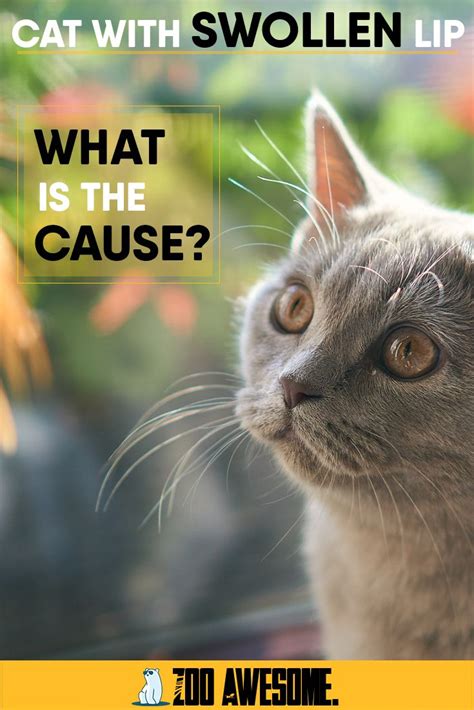 Fleas and mosquitoes are your most likely culprits. Cat With Swollen Lip - What is the Cause? in 2020 | Cats ...