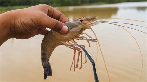 Udang memakan pakan dengan cara menangkapnya lalu dimasukkan kedalam mulut selanjutnya akan dicerna dalam saluran pencernaan. √ Cara Budidaya Udang : Vaname, Galah, Windu » Nona Ternak