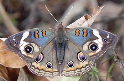 The carroll c cropper bridge Butterfly monitors needed at Harsha Lake | The Clermont Sun