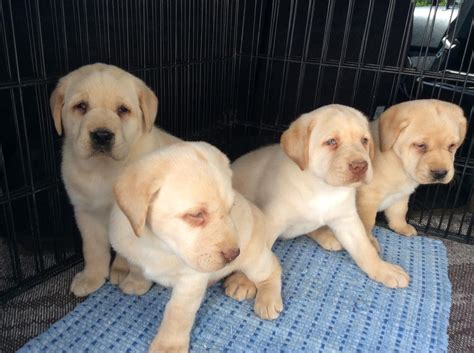 If you require a pup with breeding rights or for show quality with a top pedigree then expect to pay from $1,600 upwards to $4,000 or even more. Labrador Retriever Puppies For Sale | Pittsburgh, PA #244957