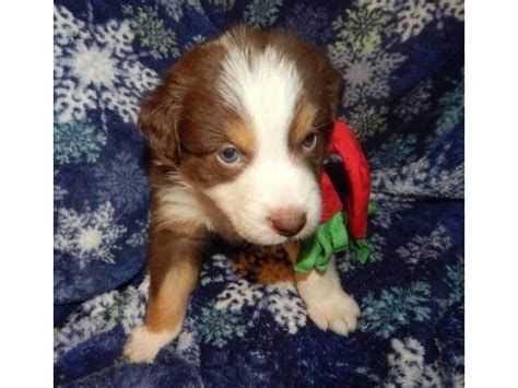 These dogs are also wonderful with children and extremely devoted and loving to their owners. Rehoming Australian Shepherd Puppies in Oklahoma City ...